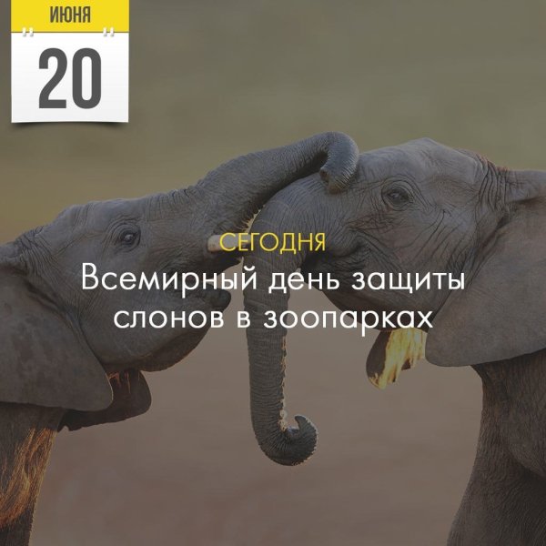 Всемирный день защиты слонов