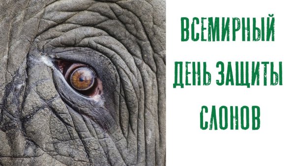 Всемирный день защиты слонов 22 сентября