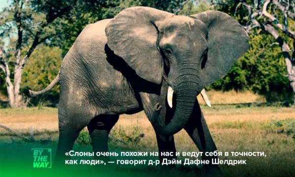 Международный день защиты слонов