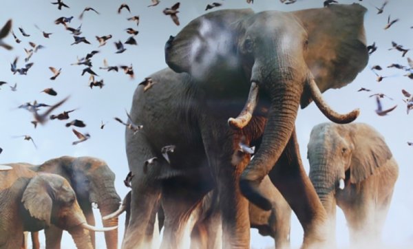 Всемирный день слона