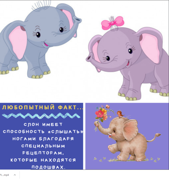 Всемирный день слонов