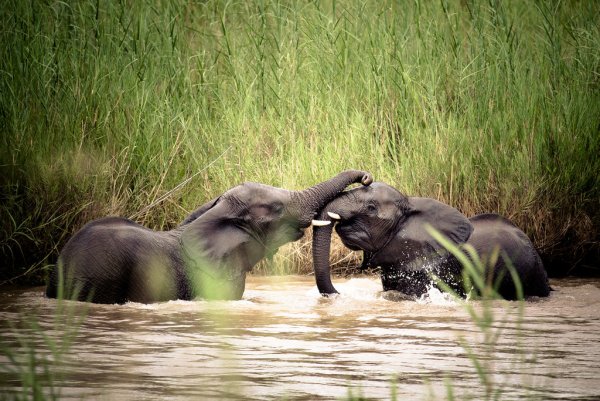 Слон защищает слоненка