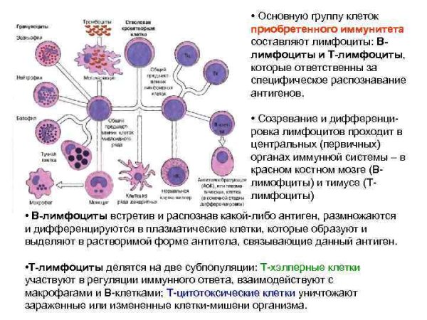 Клетки иммунной системы т и в лимфоциты
