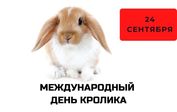 Международный день кролика