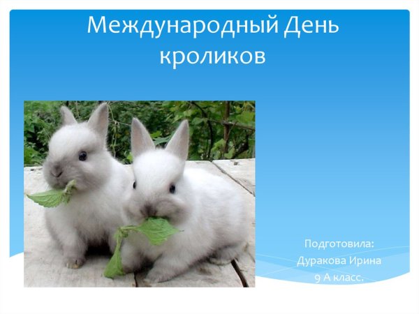 Международный день кролика