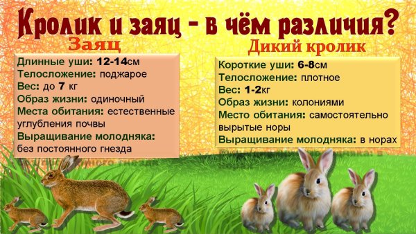 Всемирный день кроликов