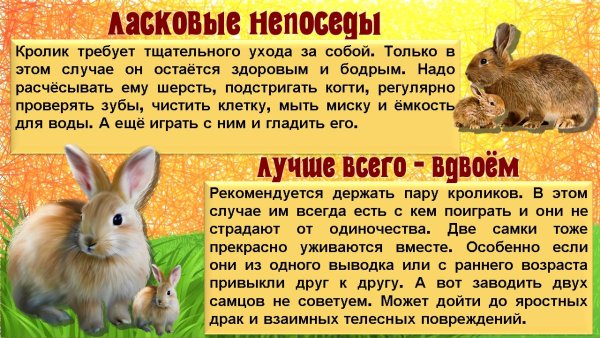 Международный день кролика 26 сентября