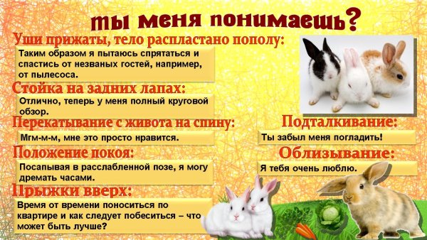 Международный день кролика 24 сентября