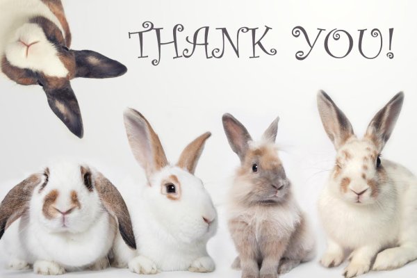 Спасибо за внимание заяц