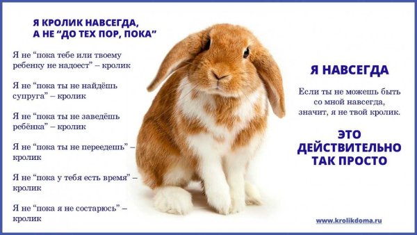 Забавные факты про кроликов