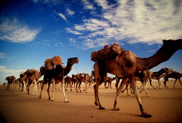 Верблюды Караван праздник