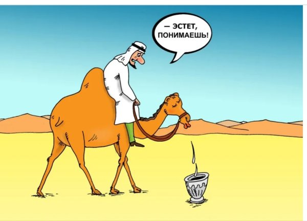 Приколы про верблюдов