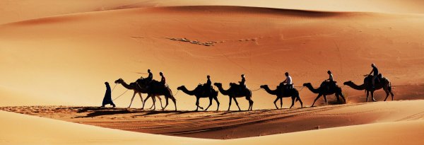 Караван верблюдов