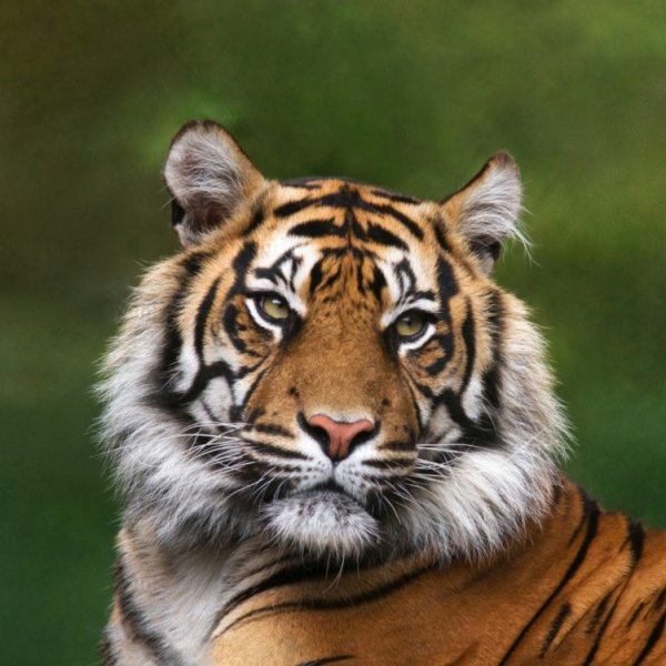 Тигр Восток