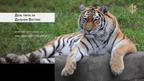 День тигра на дальневостоке