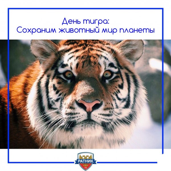 Всемирный день защиты тигров