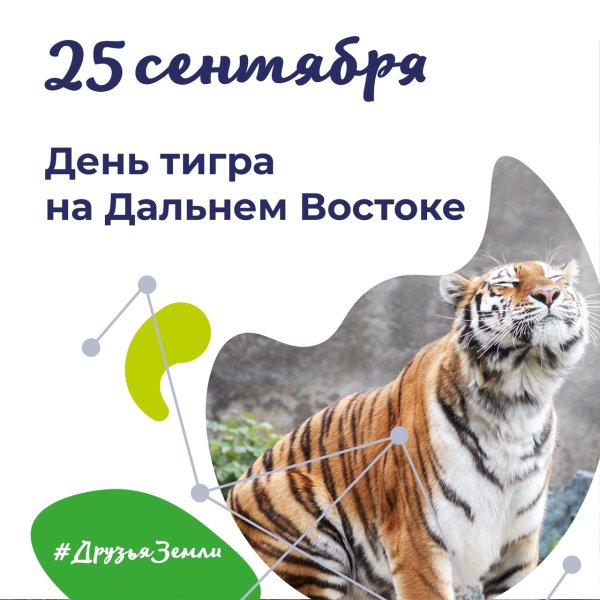 День тигра