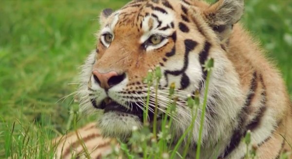 День Амурского тигра