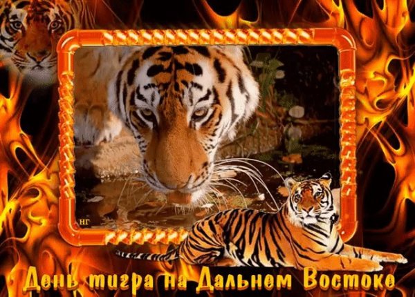 День тигра на Дальнем востоке открытки