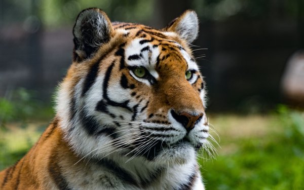 Тигр Дальневосточный Амурский