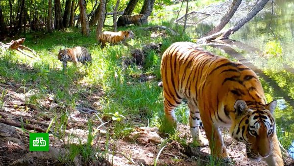 День тигра на Дальнем востоке