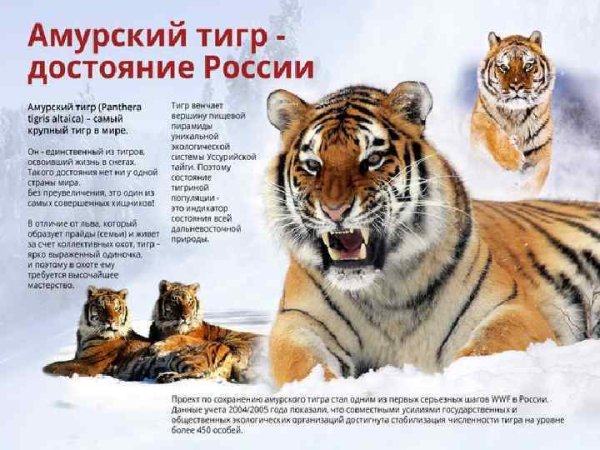 Амурский тигр проект 2 класс