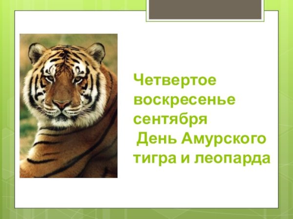 День защиты Амурского тигра