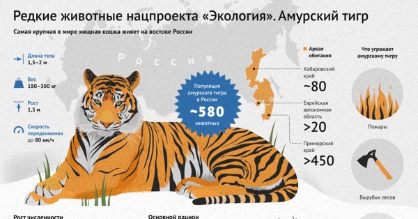 Амурский тигр численность