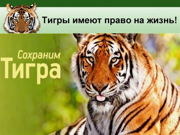 Международный день тигра