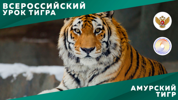 Всероссийский урок тигра