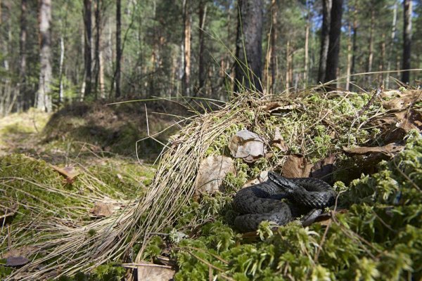 Народный календарь 25 сентября Артамон змеевик