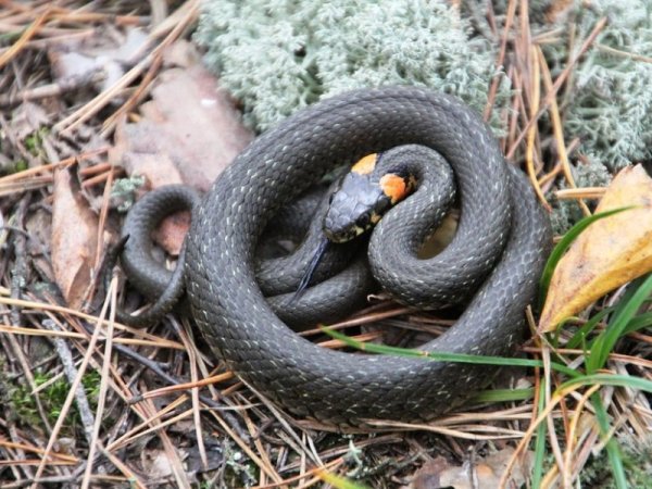 Народный календарь 25 сентября Артамон змеевик