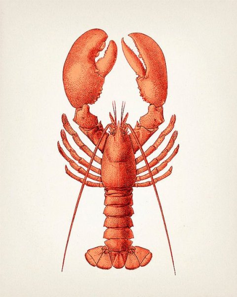 Лобстер нарисованный