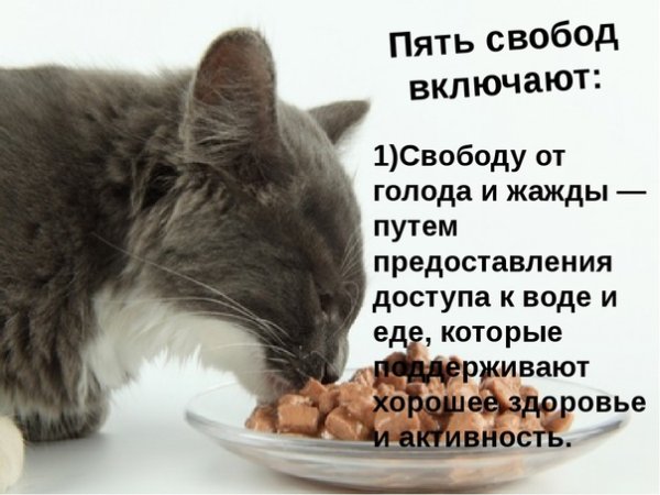 День свободы от голода