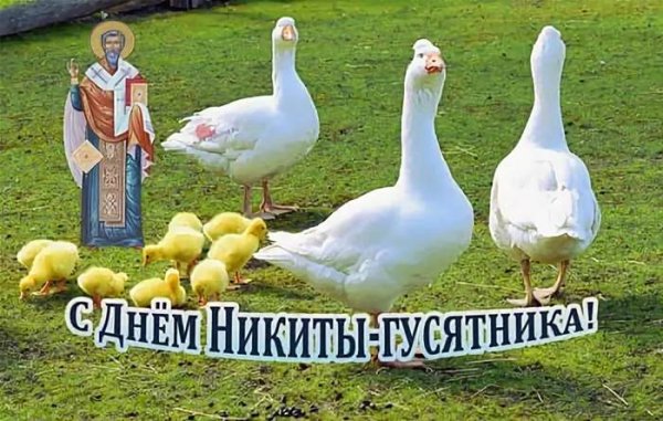Никита гусятник праздник
