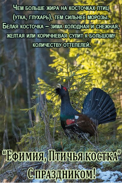 Птичья Костка