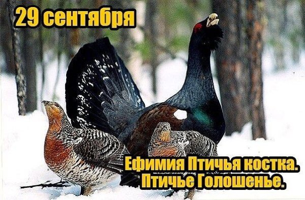 Ефимия, Птичья Костка