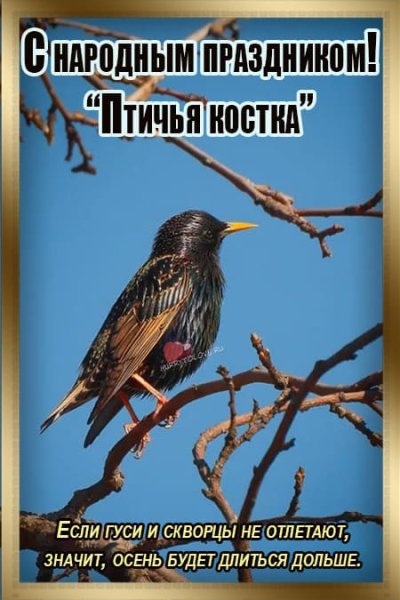 Птичья Костка