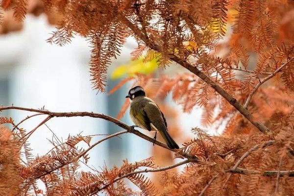 Птицы в Москворецком парке