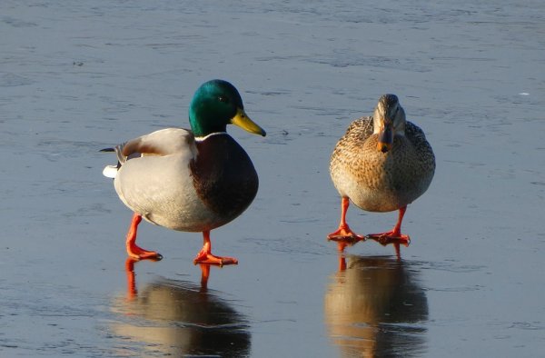 Кряква пара