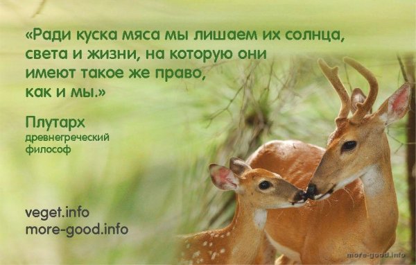 Вегетарианство животные