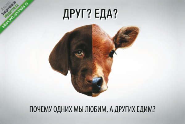 Животные не еда