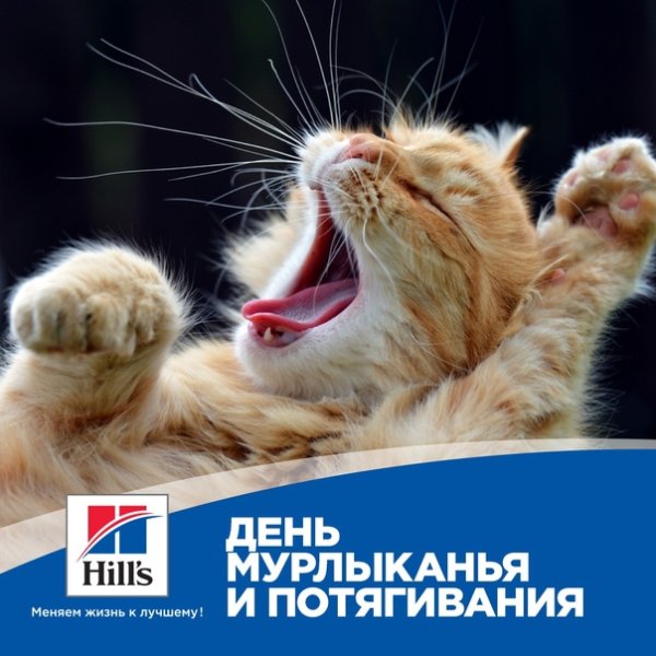 День мурлыкивпния и потягивания