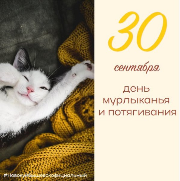 День мурлыканья и потягивания