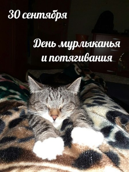 День мурлыканья и потягивания