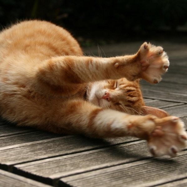 Котенок тянется утром