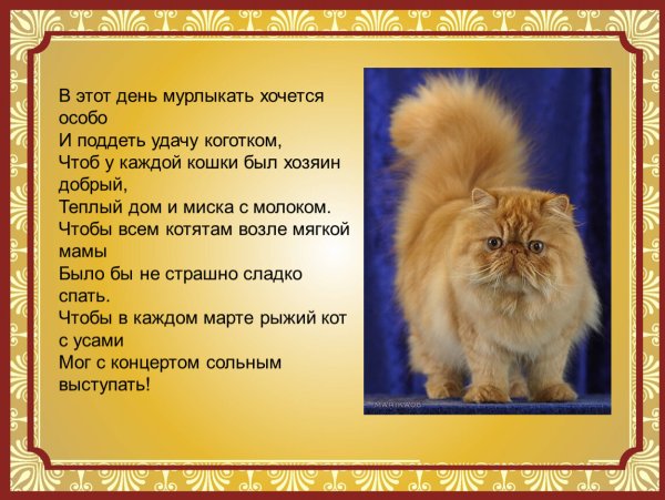 Персидская кошка описание