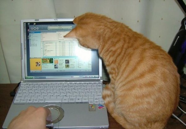 День мурлыканья и потягивания