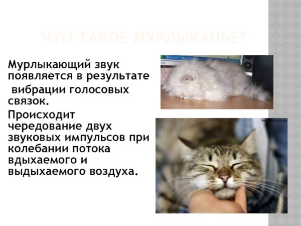 День мурлыканья и потягивания