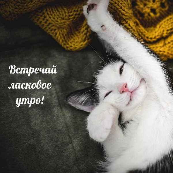 Доброе утро киса